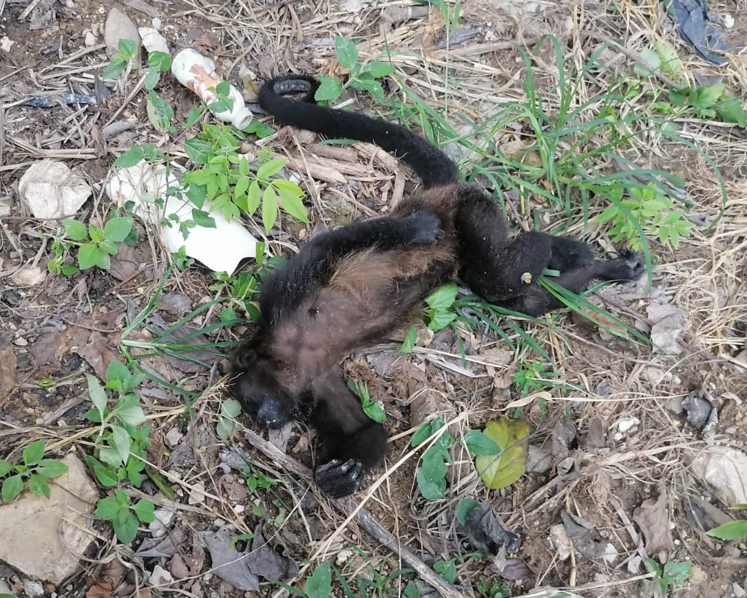 Criminal negligencia en el Zoomat Chiapas, monos siguen muriendo electrocutados