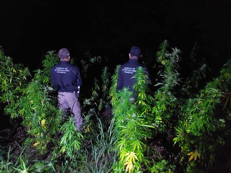 FGR EJECUTA CATEO Y ASEGURA UN PLANTÍO DE MARIHUANA