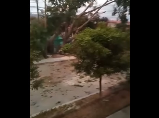 Protección Civil Chiapas dejan desechos de un árbol, vecinos se quejan que no recogieron la basura.