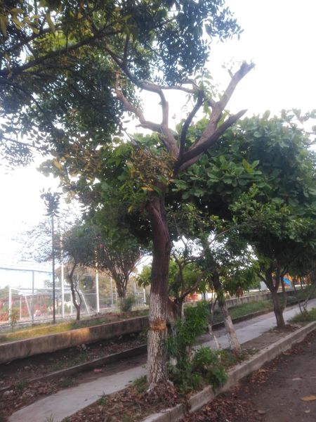 Para poner una banca, una vecina del Parque Recreativo del Fraccionamiento Vida Mejor, está talando un árbol.