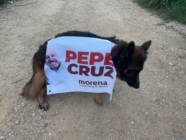 Abuso animal.