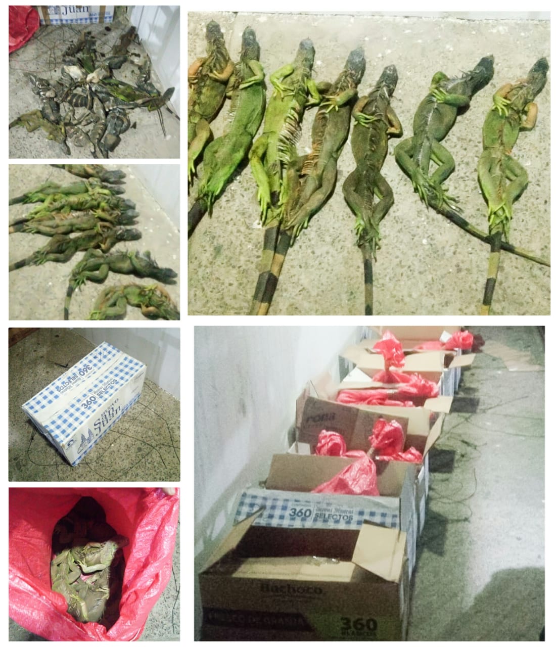 Rescata FGR 110 iguanas, detiene una persona