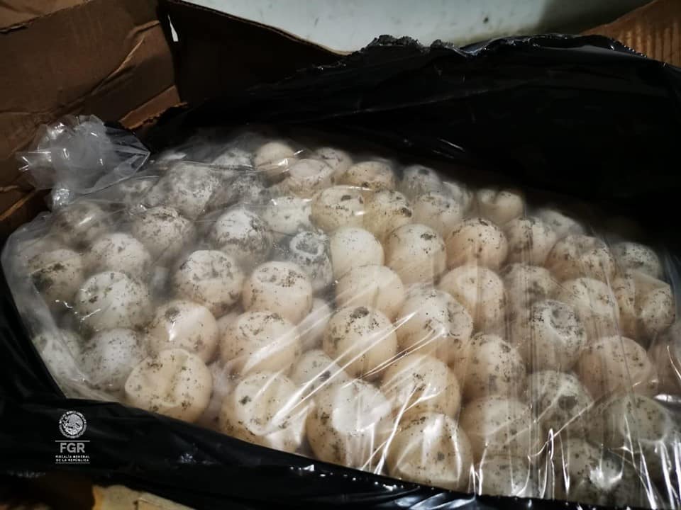 FGR ASEGURA CERCA DE TRES MIL HUEVOS DE TORTUGA Y DETIENE A UNA PERSONA