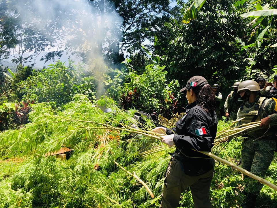 DESTRUYE PFM UN PLANTÍO DE MÁS DE DOS MIL PLANTAS DE MARIHUANA EN CHIAPAS