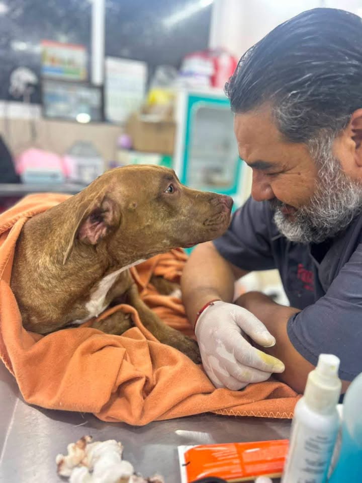 CECAM brinda atención médica a canino rescatado tras incidente vial en San Cristóbal