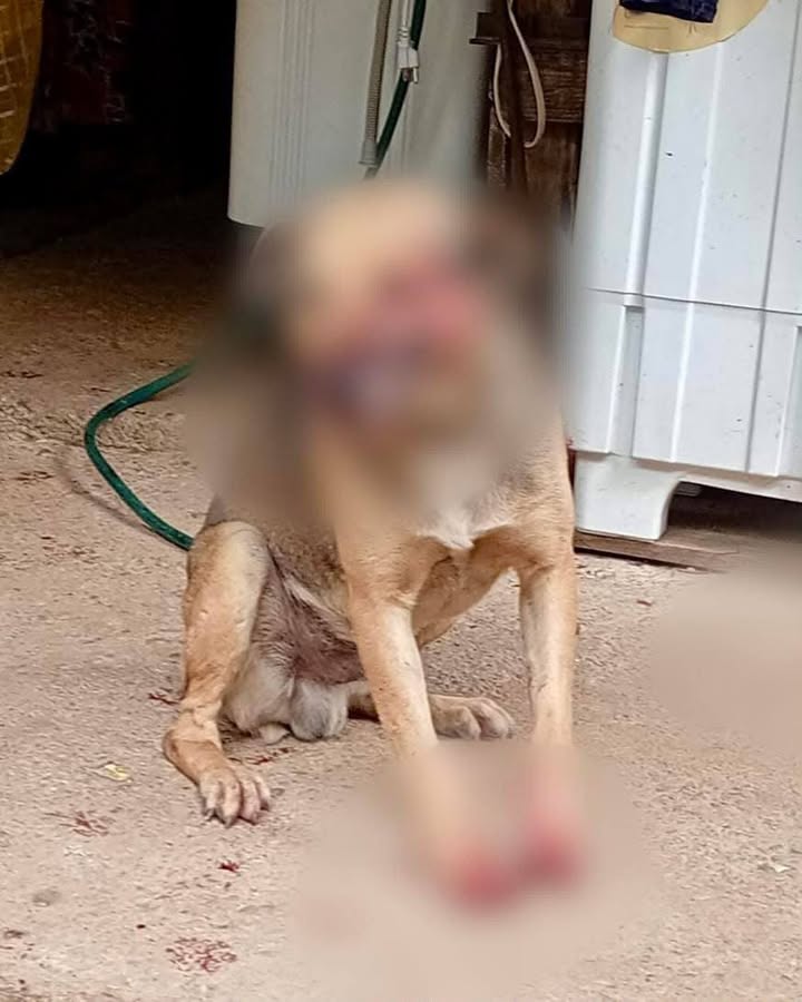 Exigen justicia para Yogui ante denuncia de maltrato animal